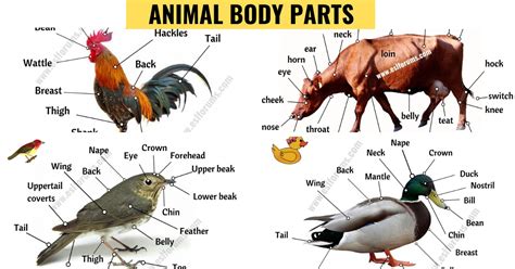 different kinds of fish|Animal Anatomy: A Big Lesson of Animal Body Parts with ESL .